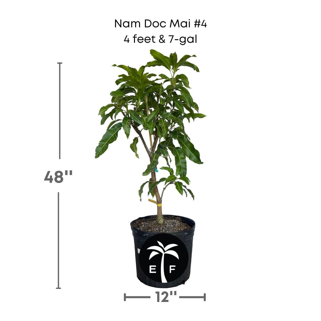 Nam Doc Mai # 4 Dwarf Mango Tree, Grafted, Fruit Trees from Everglades Farm