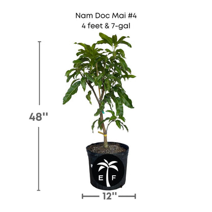 Nam Doc Mai # 4 Dwarf Mango Tree, Grafted, Fruit Trees from Everglades Farm