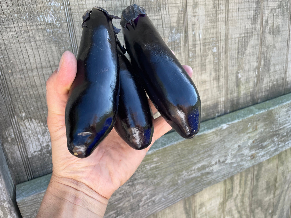 NASU Eggplant | Suzuki Farm | 3 pc