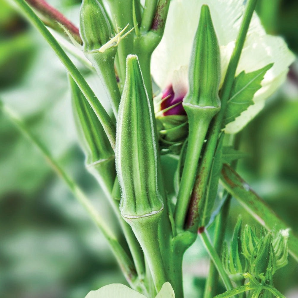 Clemson Spineless Okra by MIgardener