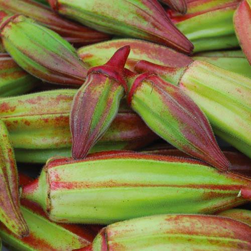 Hill Country Red Okra by MIgardener