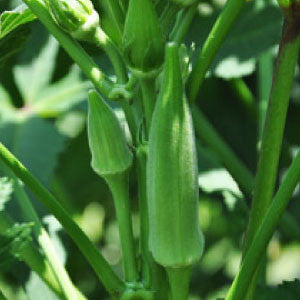 OKRA Seeds, Clemson Spineless