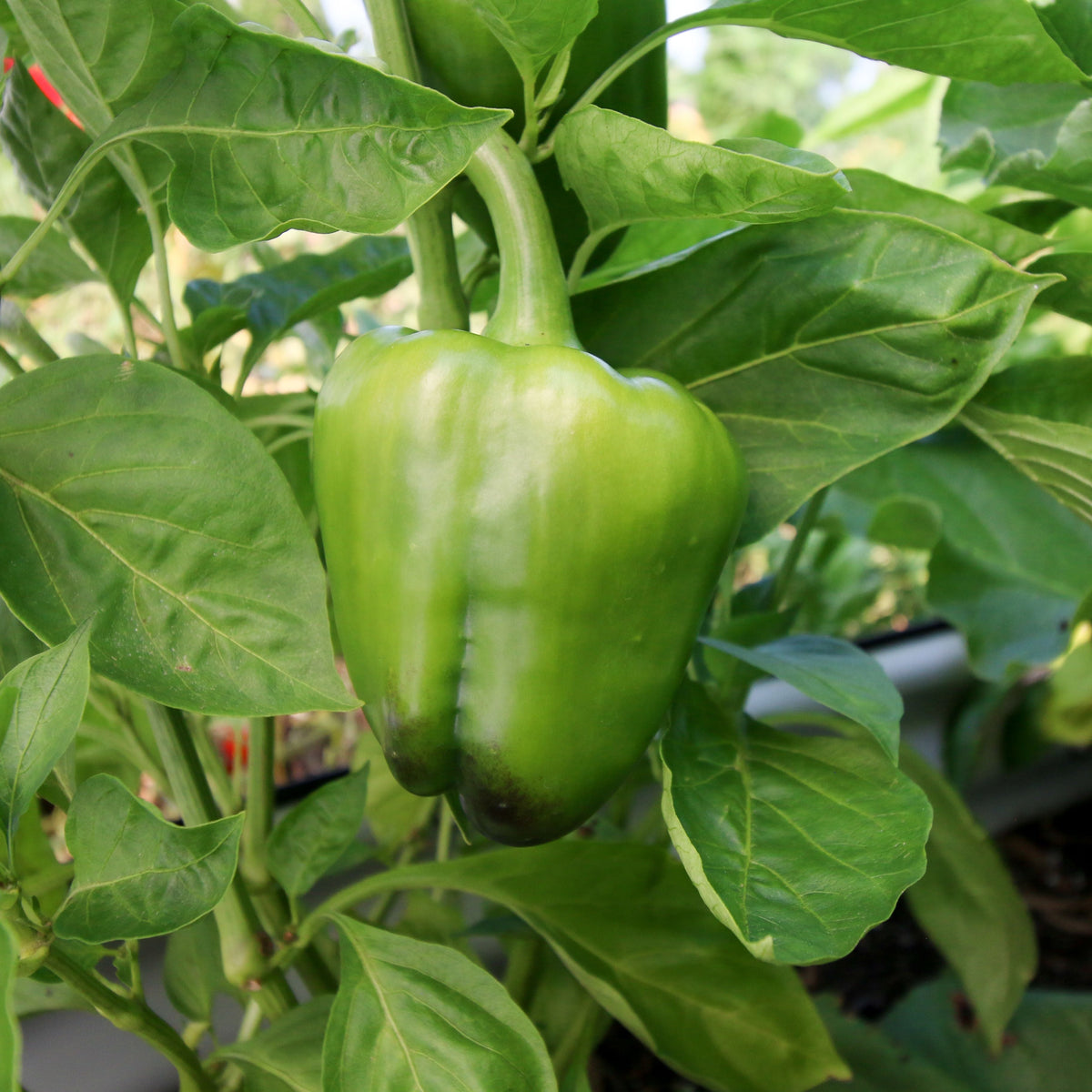 Keystone Giant Bell Pepper by MIgardener