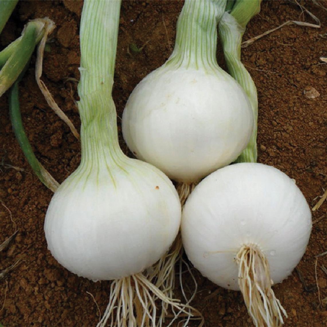Southport White Globe Onion by MIgardener