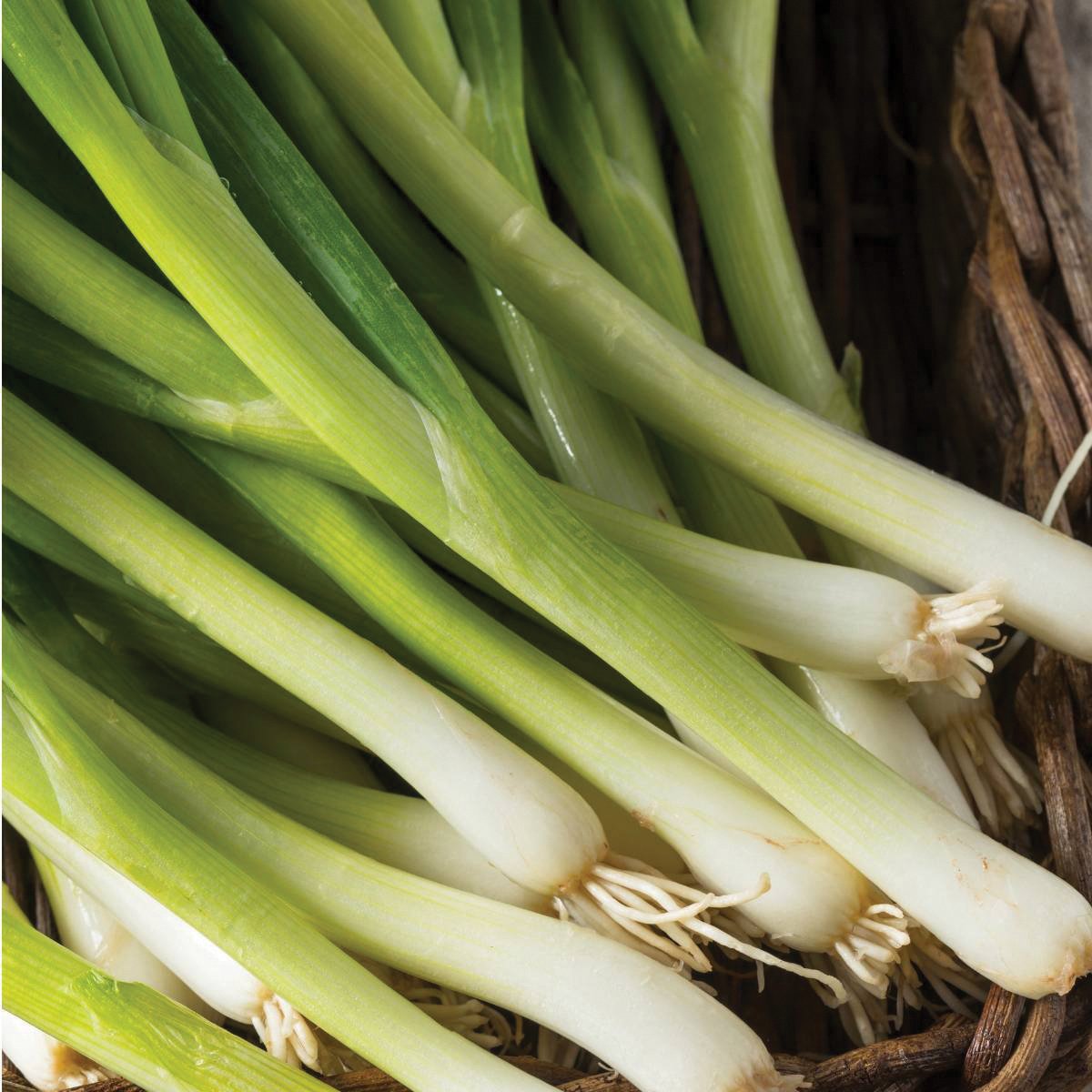 Nebuka Evergreen Bunching Onion by MIgardener