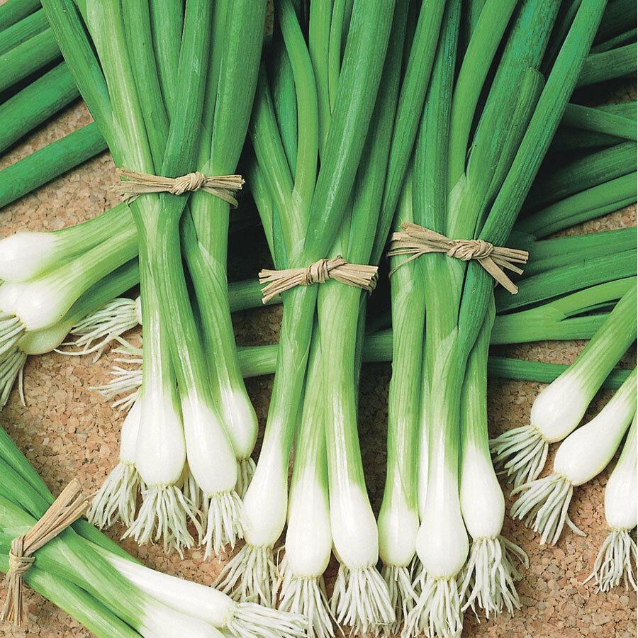 Heshiko Bunching Onion by MIgardener