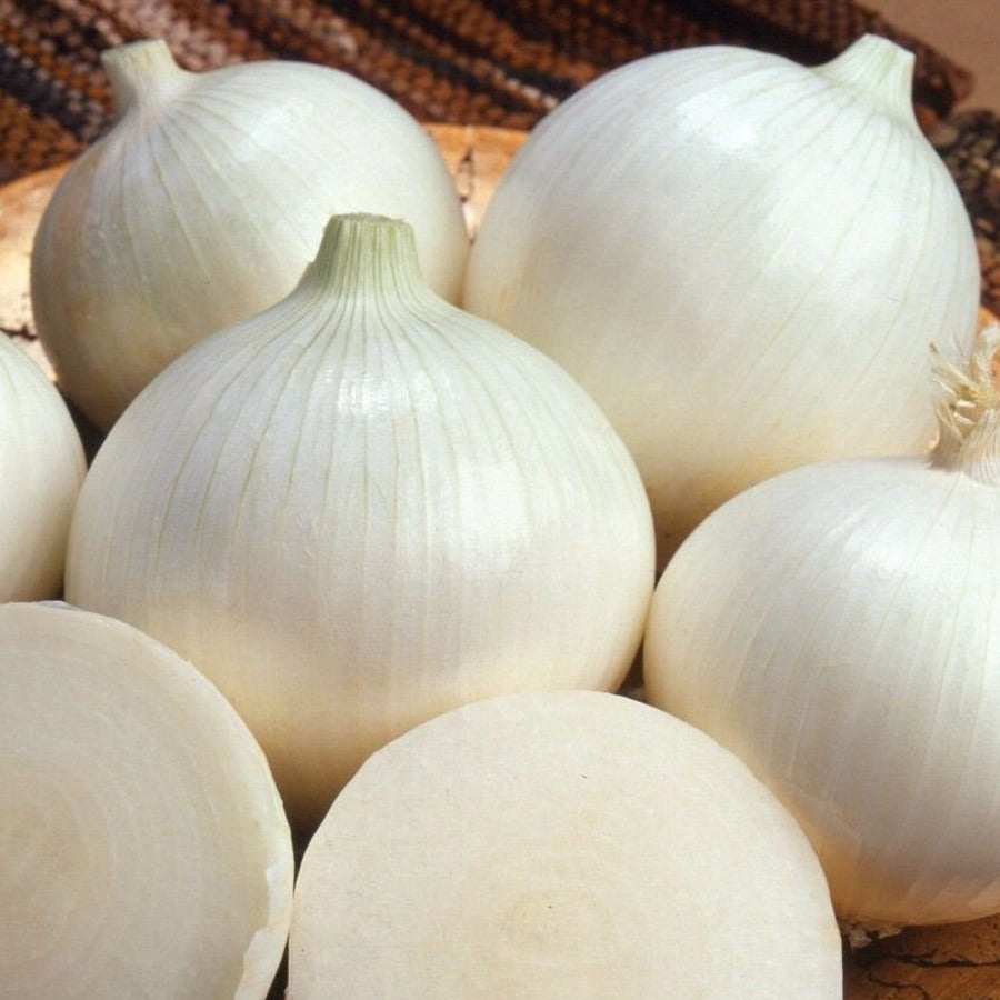 White Sweet Spanish Onion by MIgardener