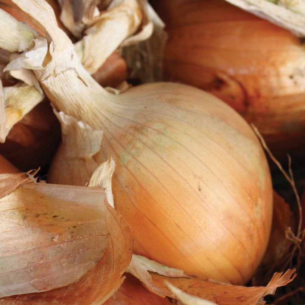 Texas Early Grano 502 Onion by MIgardener