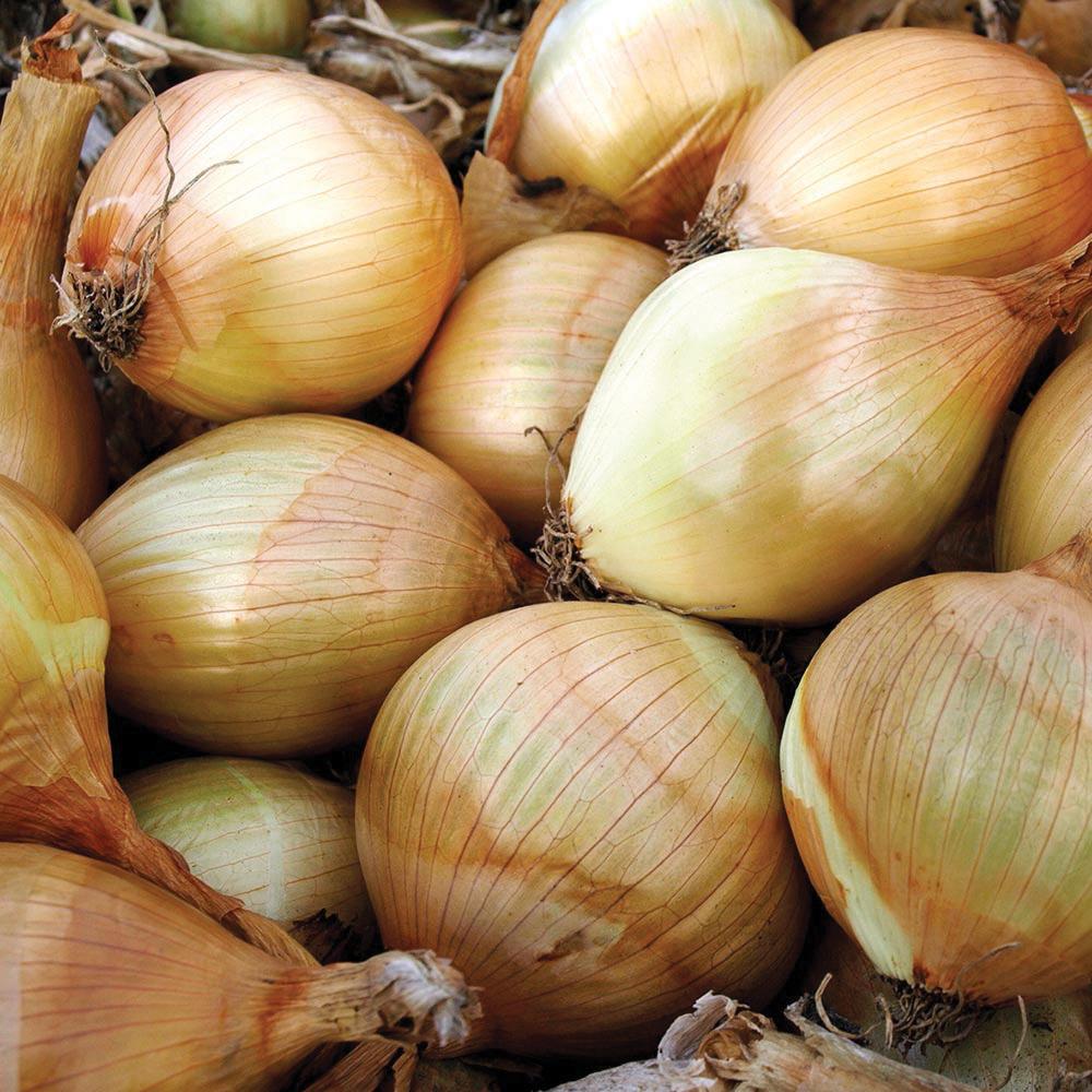 Ailsa Craig Onion by MIgardener