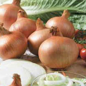 ONION Seeds, Yellow Sweet Spanish