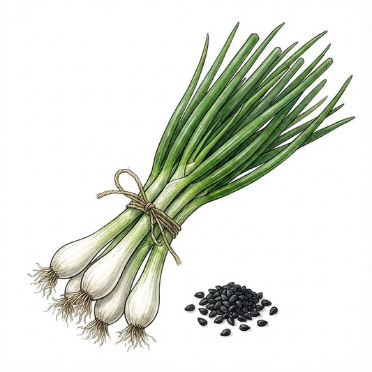 ONION Seeds, Tokyo Long White