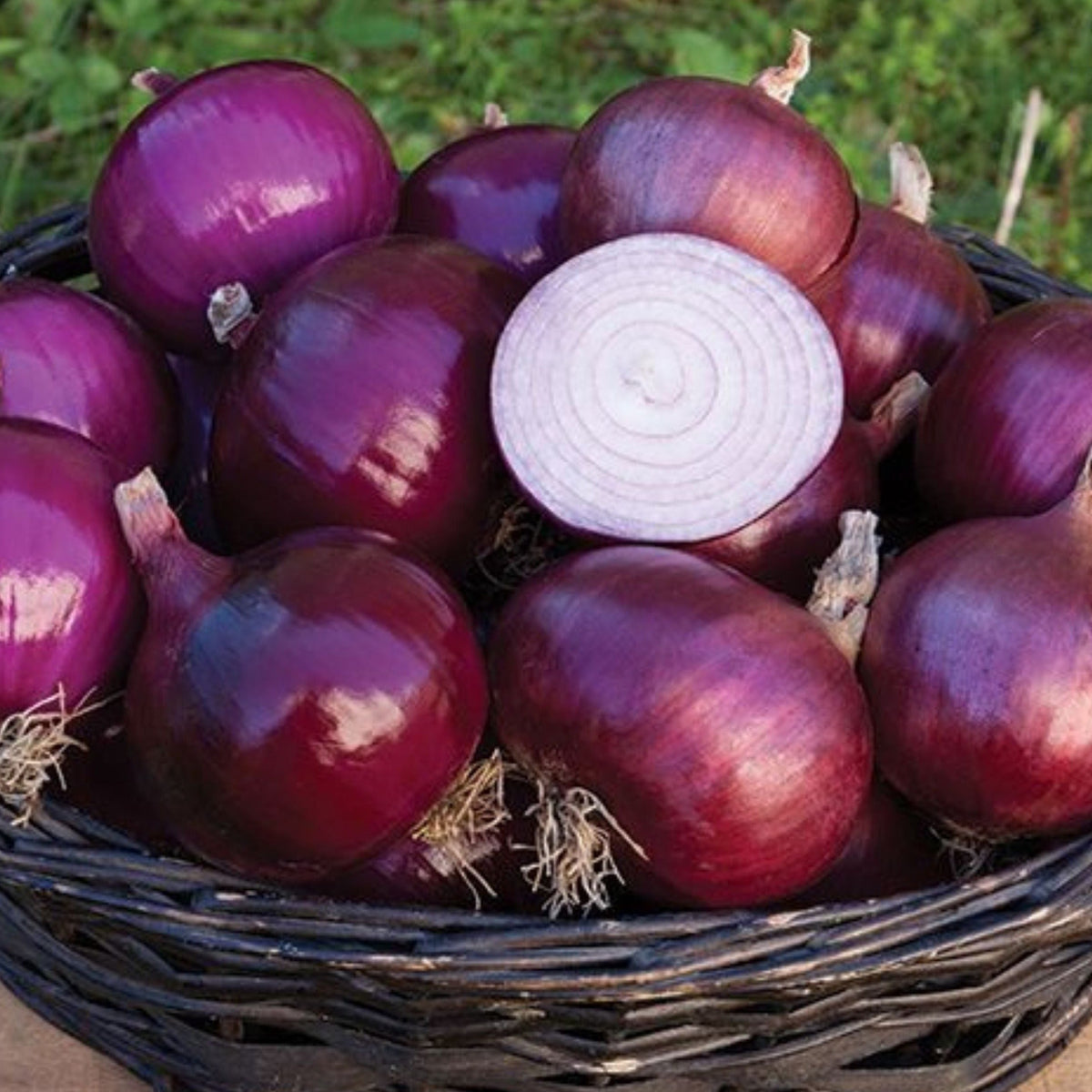 Red Geneva Onion by MIgardener