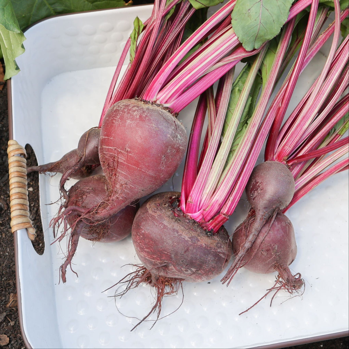 Ruby Queen Beet by MIgardener