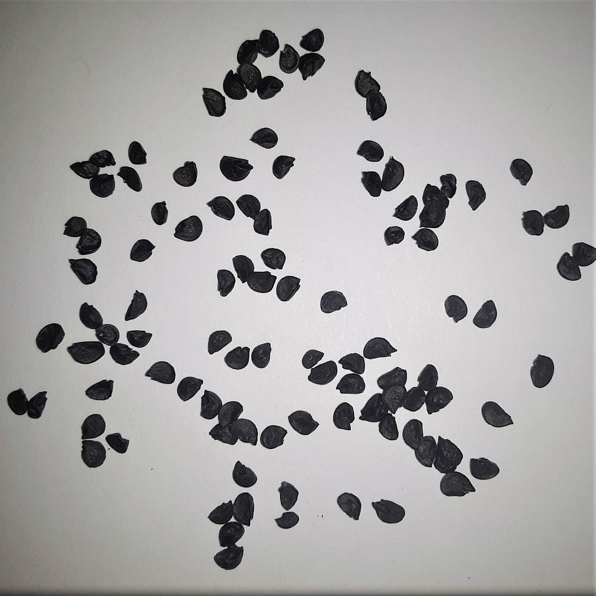 Onion Ovation Seeds, image 2 of 5