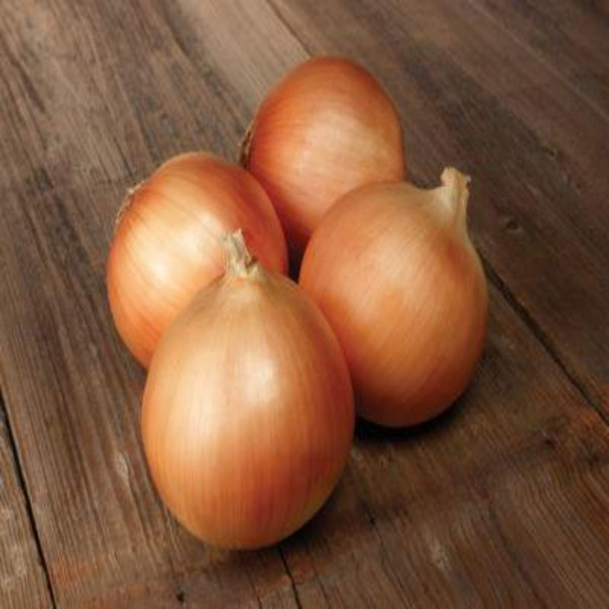 Onion Ovation Seeds by Papaws Garden Supply
