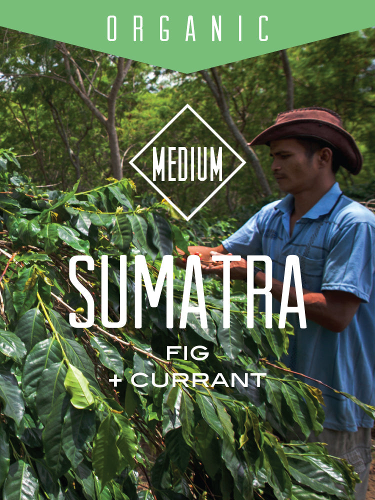Organic Sumatra Bener Meriah Mandiri, Coffee from Centri Coffee