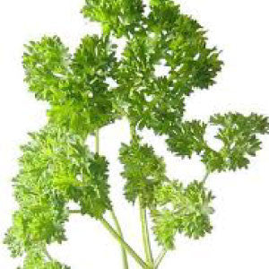 PARSLEY Seeds, Moss Curled