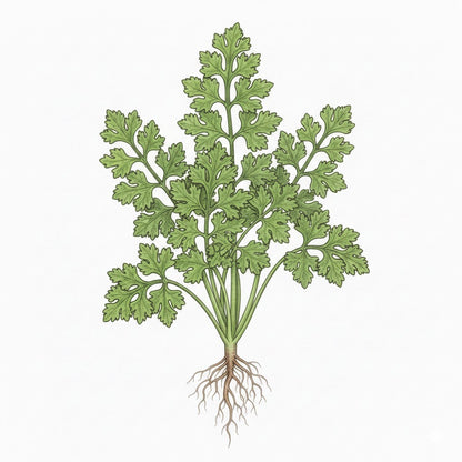 PARSLEY Seeds, Moss Curled