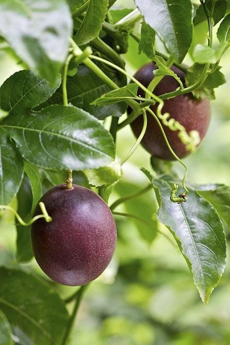 Purple Passion Fruit Vine Maracuya Morado, Fruit Trees from Everglades Farm