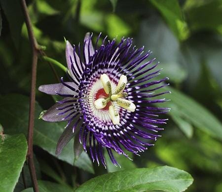 Purple Passion Fruit Vine Maracuya Morado, Fruit Trees from Everglades Farm