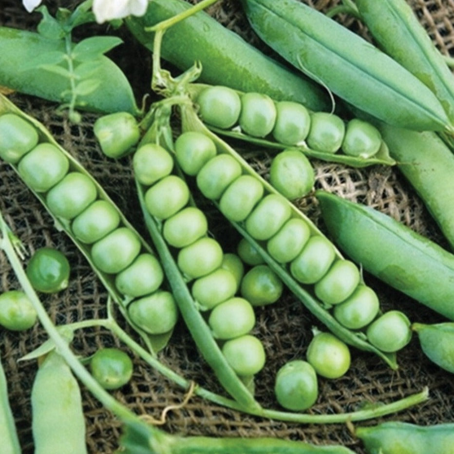 Wando Pea by MIgardener