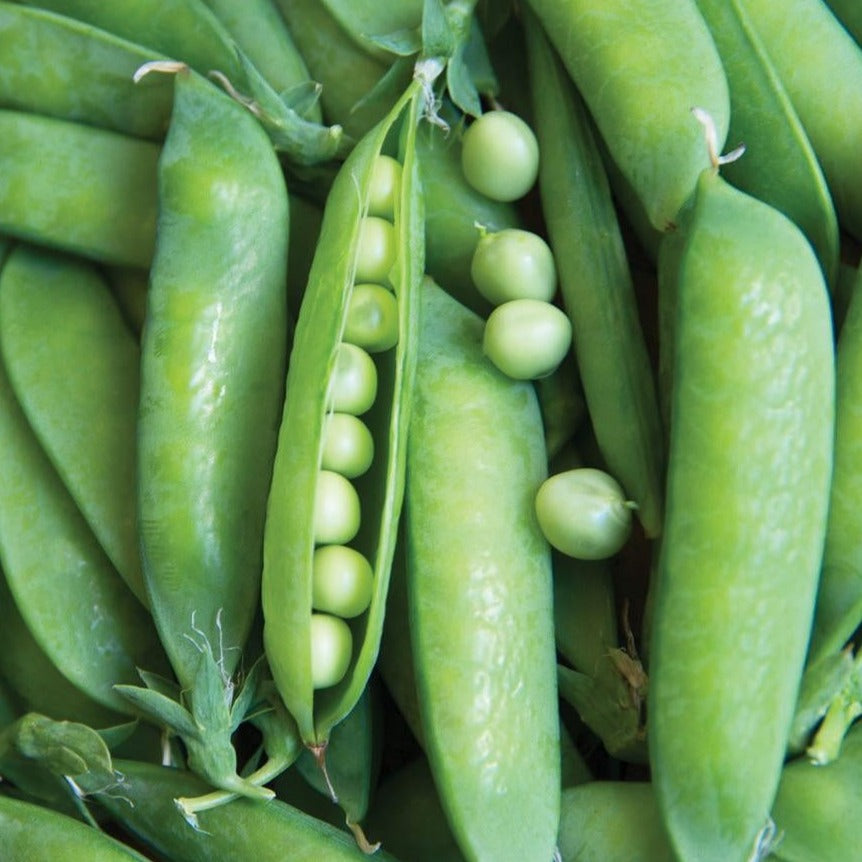 Lincoln Pea by MIgardener