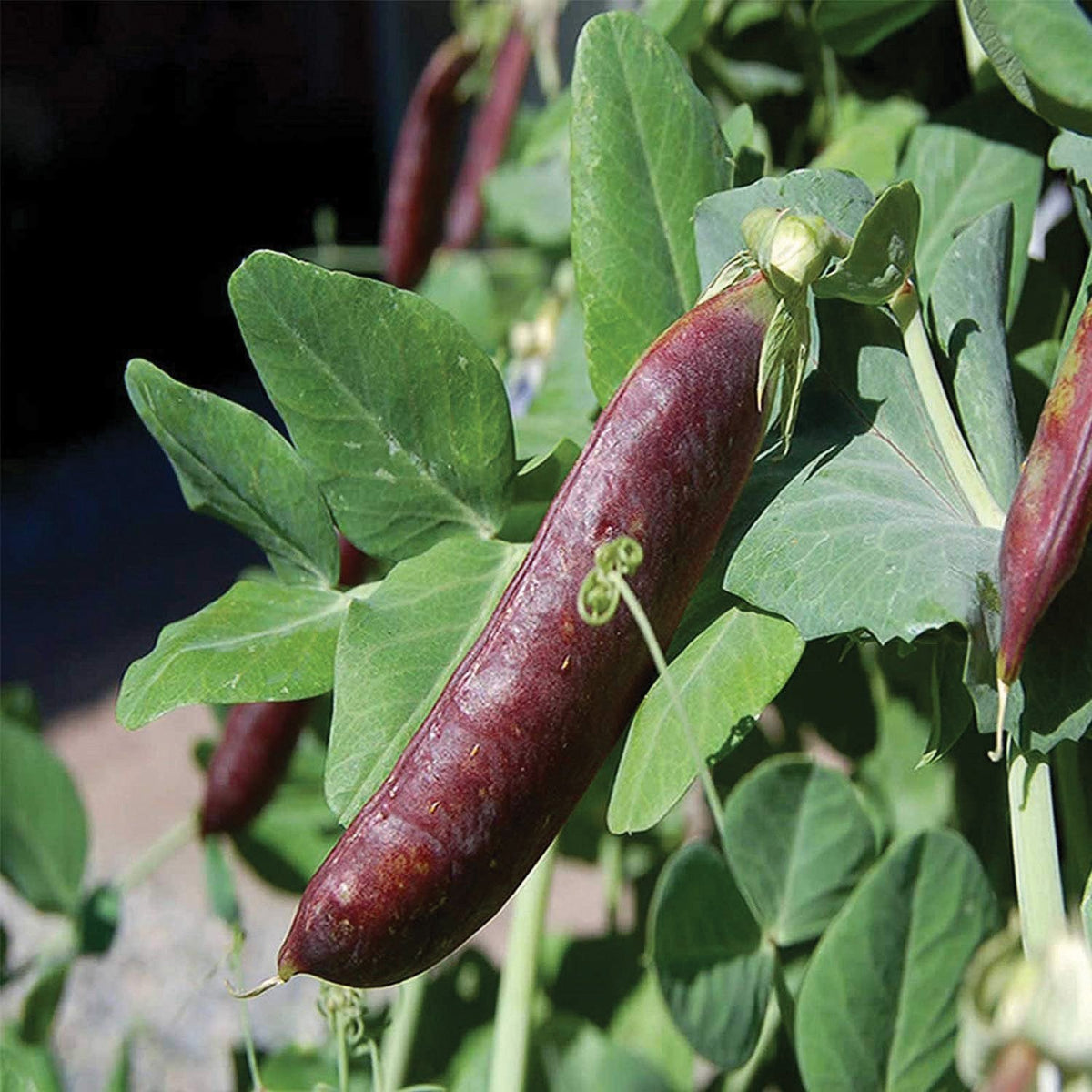 Blue Shelling / Snow Pea by MIgardener