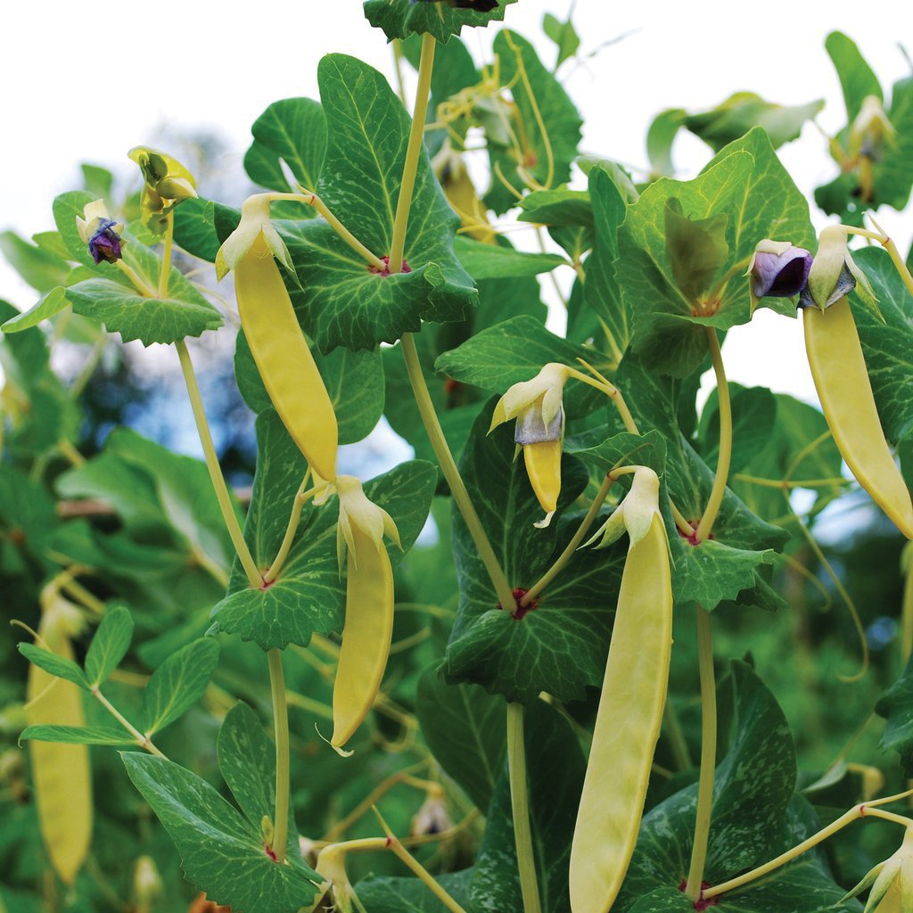 Golden Sweet pea by MIgardener