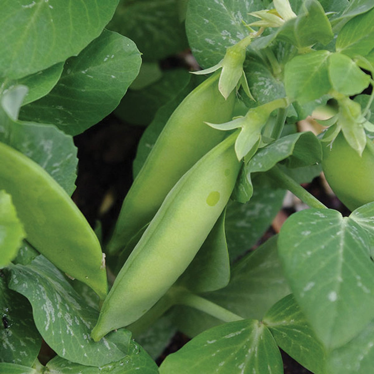 Tom Thumb Dwarf Pea by MIgardener