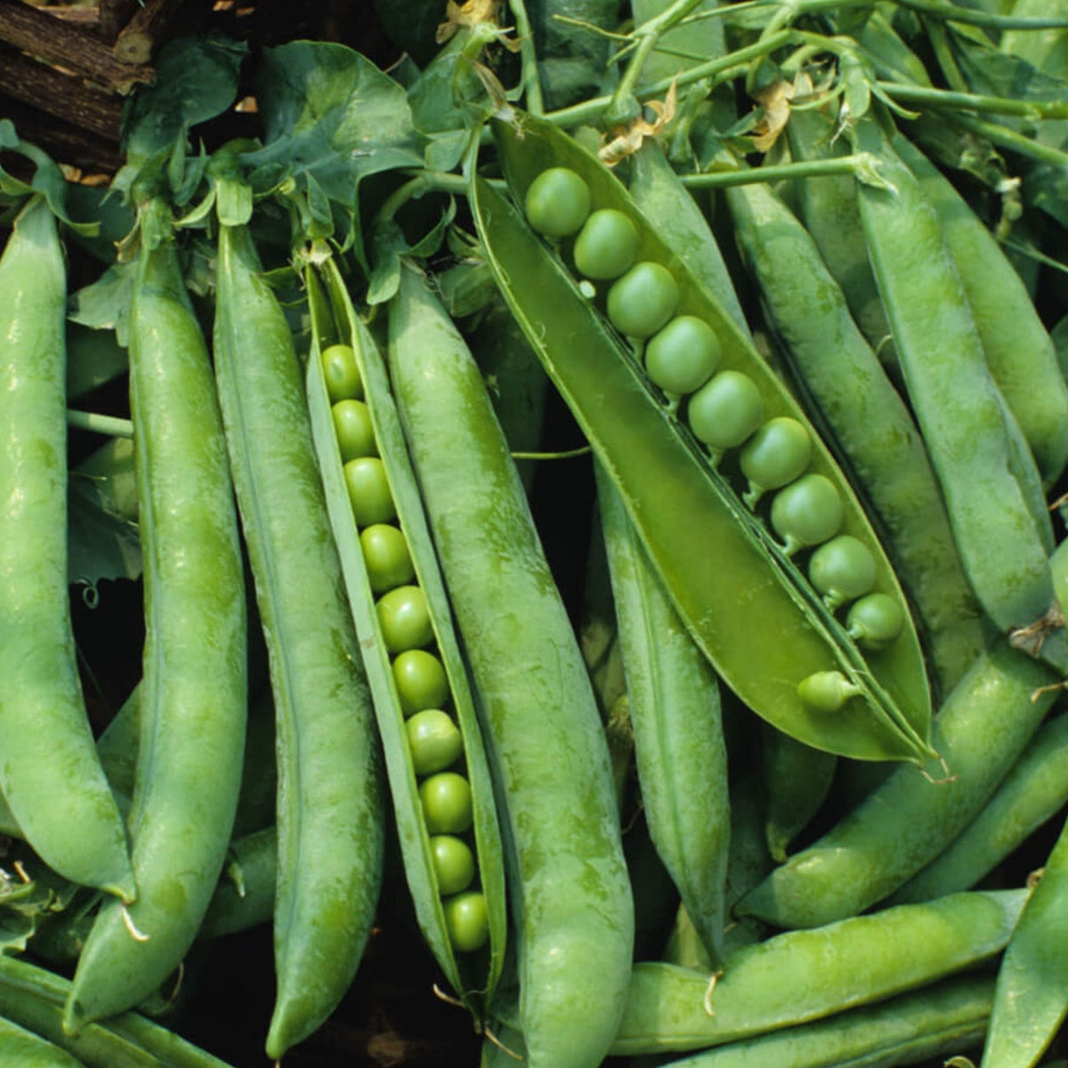 Green Arrow Pea by MIgardener