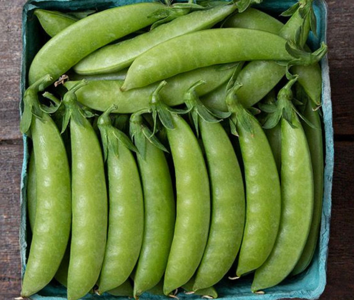 Sweet Gem Pea by MIgardener