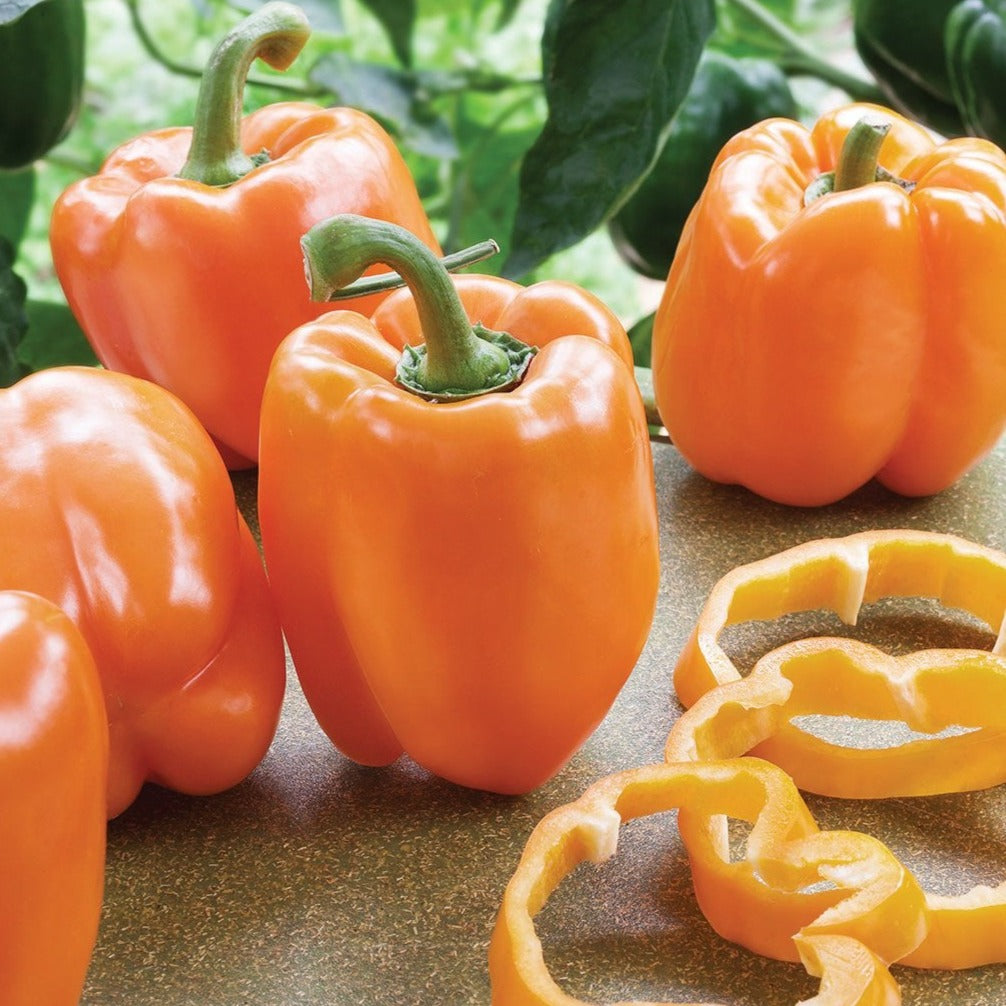 Coral Bell Pepper by MIgardener