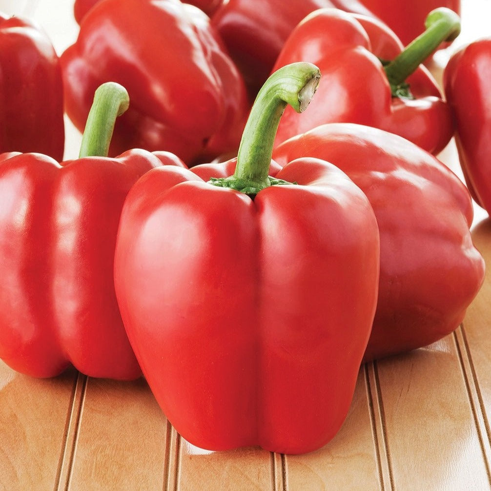 Big Red Bell Pepper by MIgardener