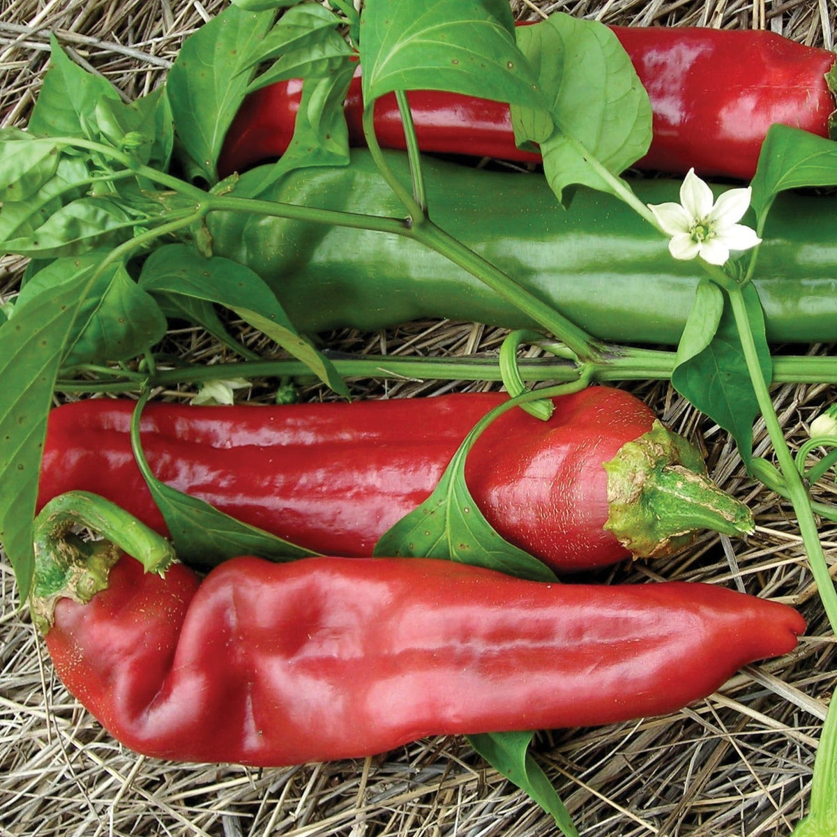 Big Jim Pepper by MIgardener