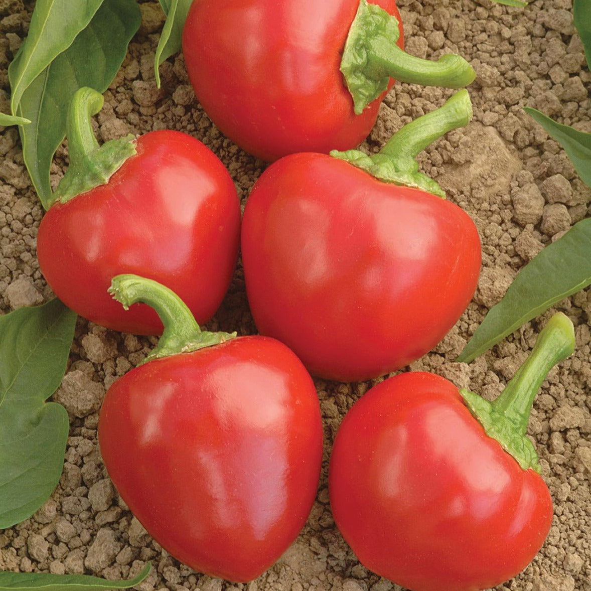 Large Red Hot Cherry Pepper by MIgardener