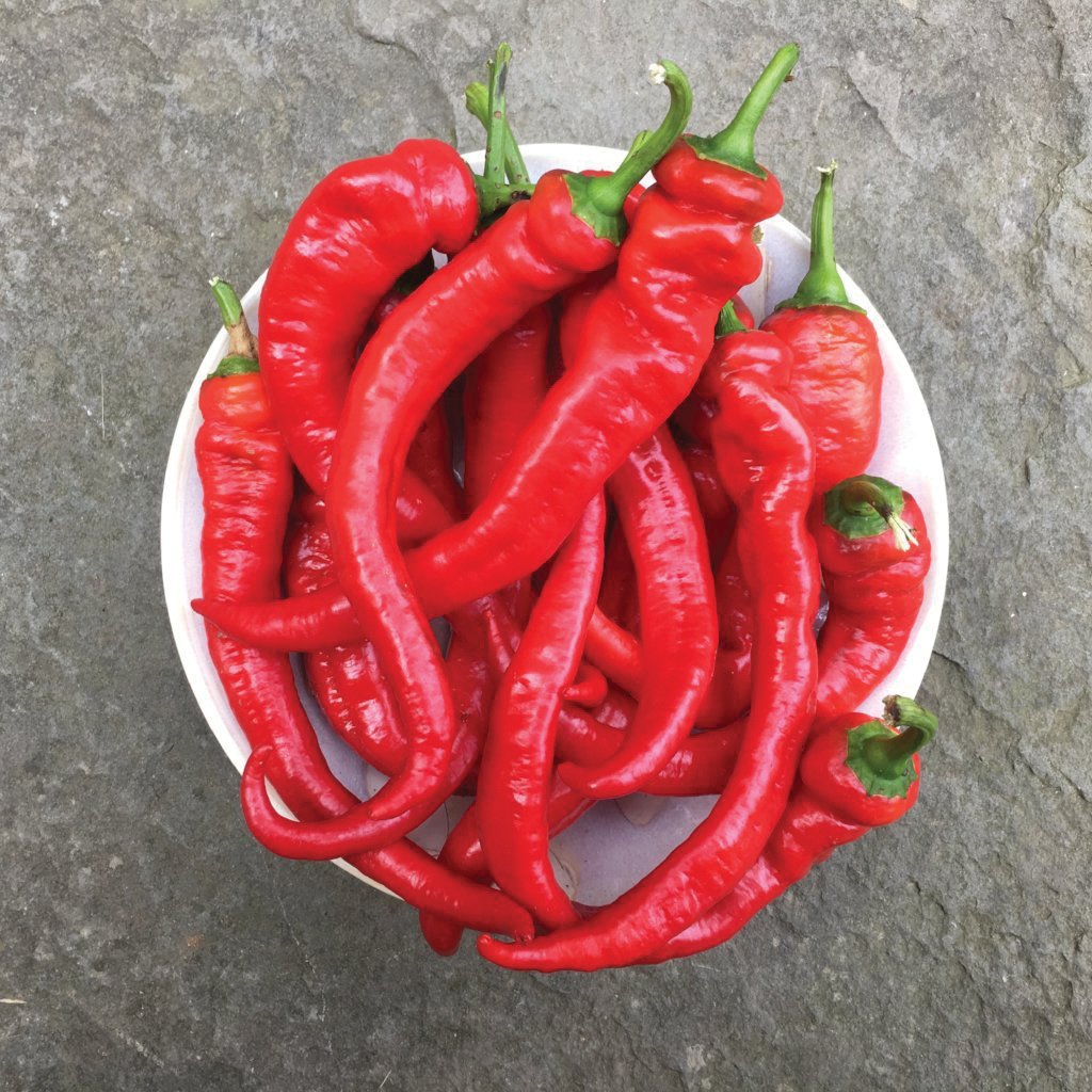 Jimmy Nardello Pepper by MIgardener