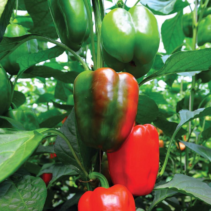 Yolo Wonder Bell Pepper by MIgardener