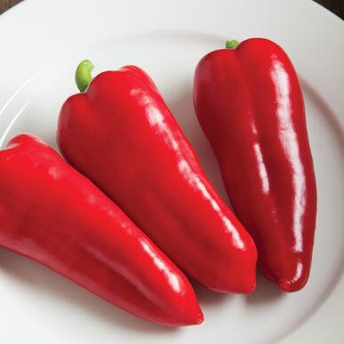 Red Corno Di Toro Pepper by MIgardener