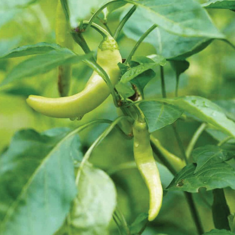 Yellow Corno Di Toro Pepper by MIgardener