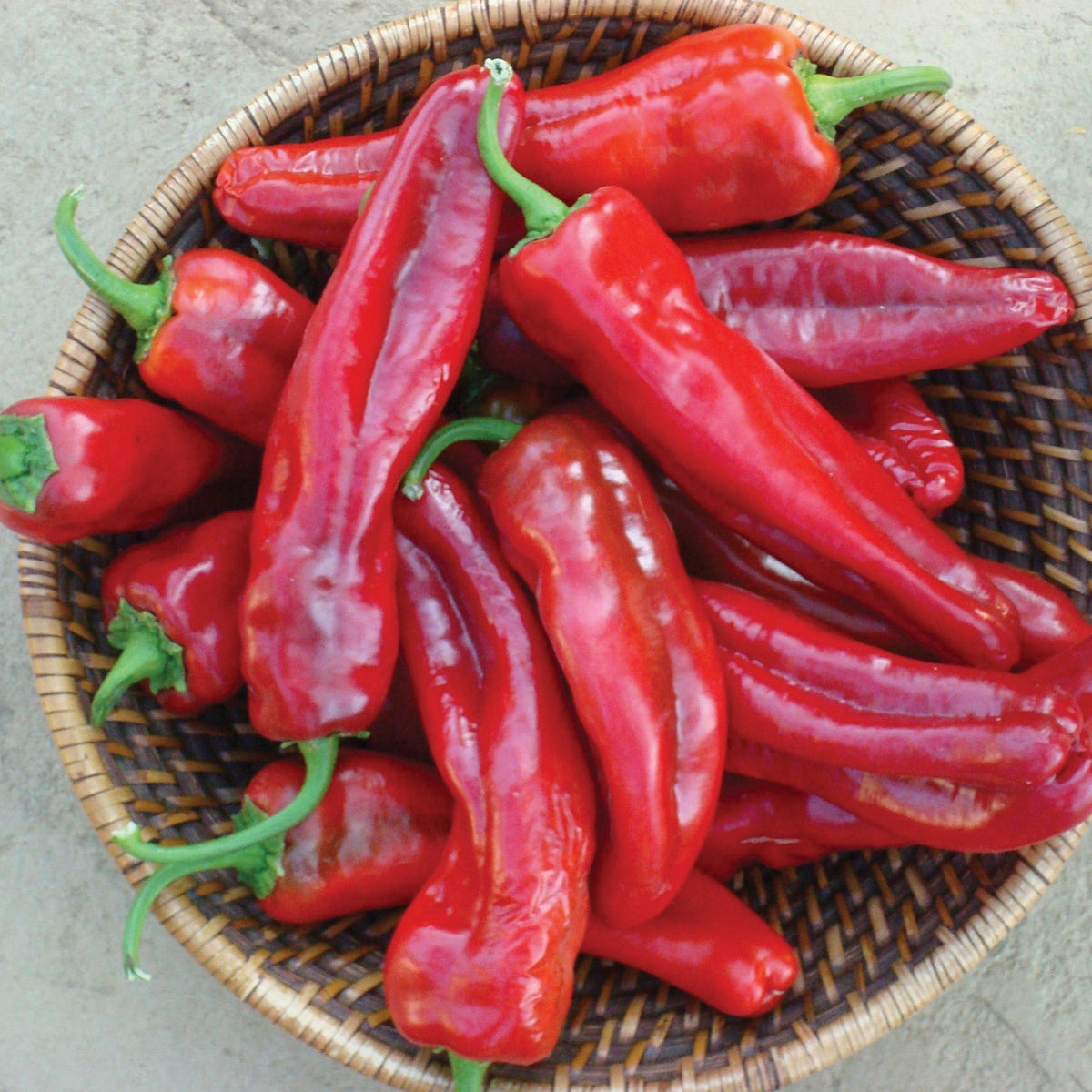 Giant Marconi Pepper by MIgardener