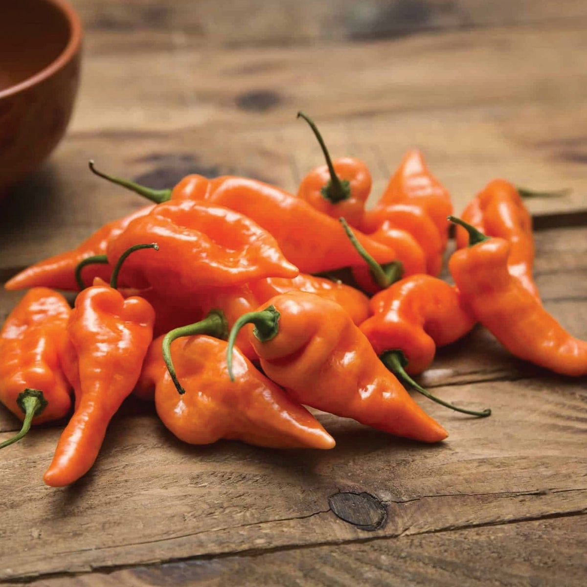 Habanada Pepper by MIgardener