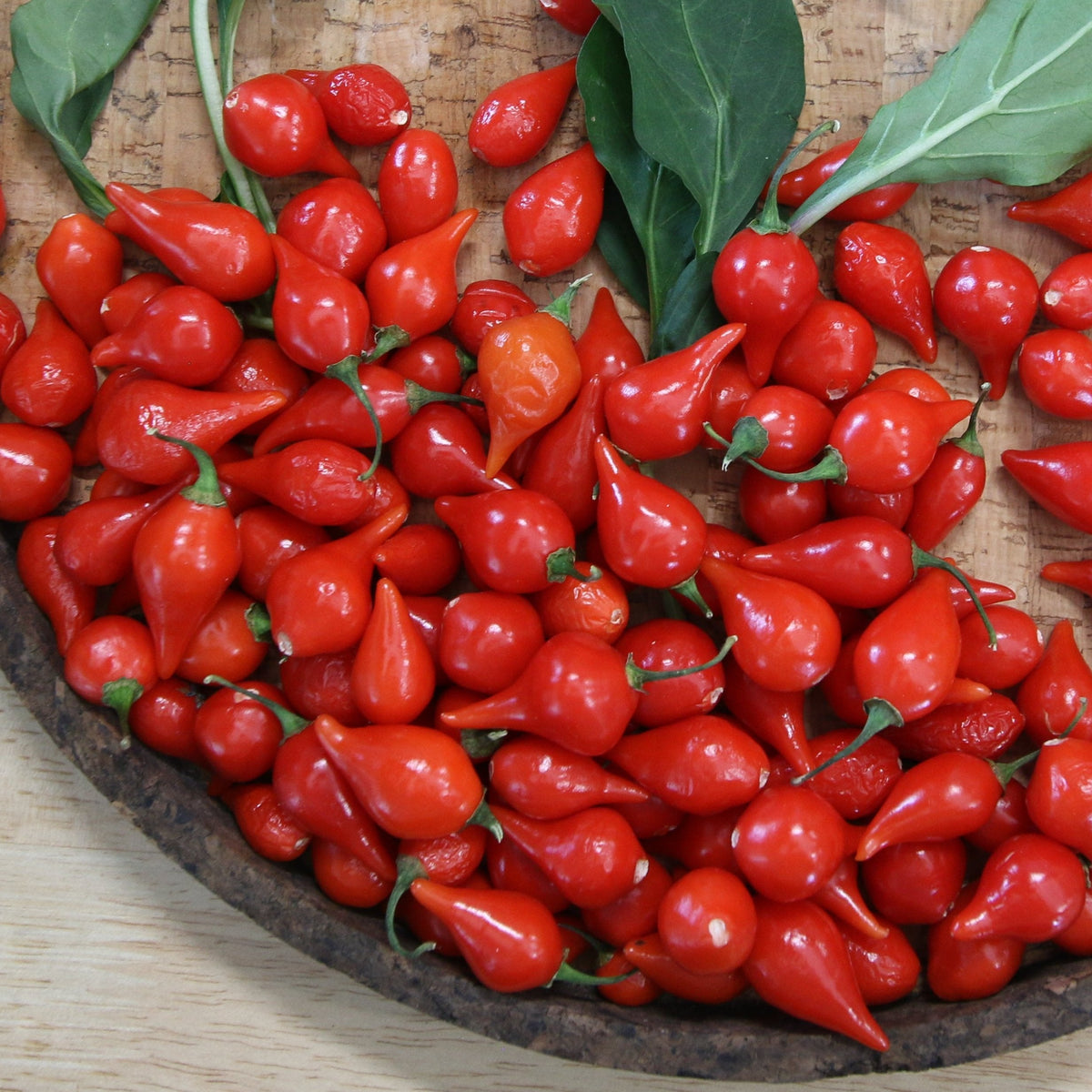 Biquinho Red Pepper by MIgardener