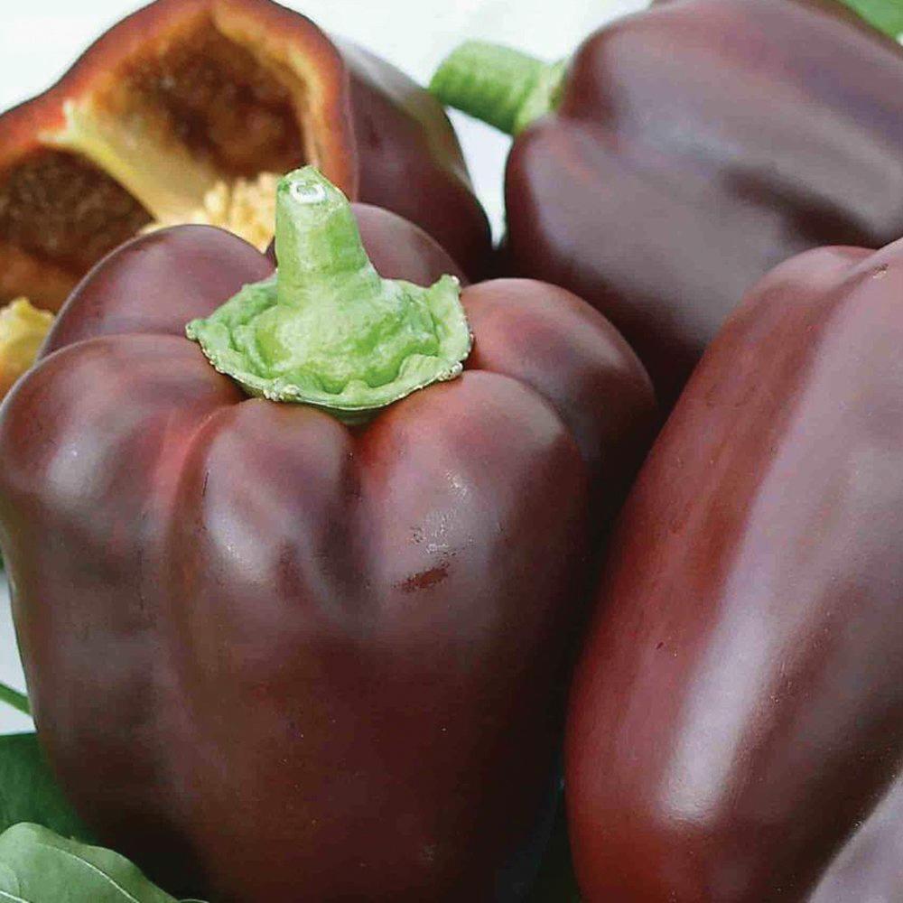 Chocolate Beauty Bell Pepper by MIgardener