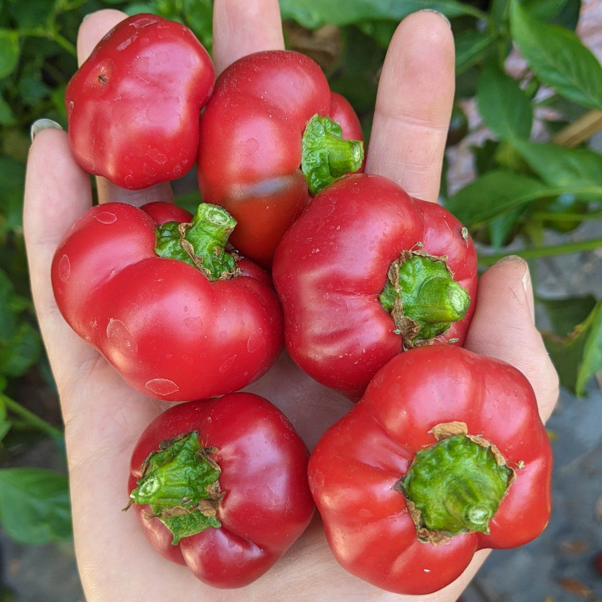 Alma Paprika Pepper by MIgardener