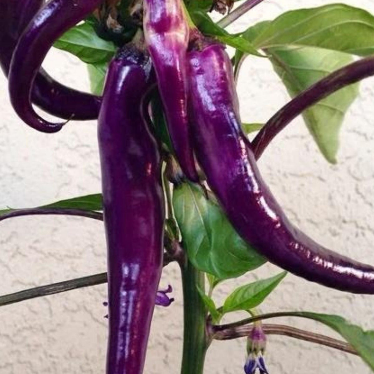 Cayenne Purple Pepper by MIgardener