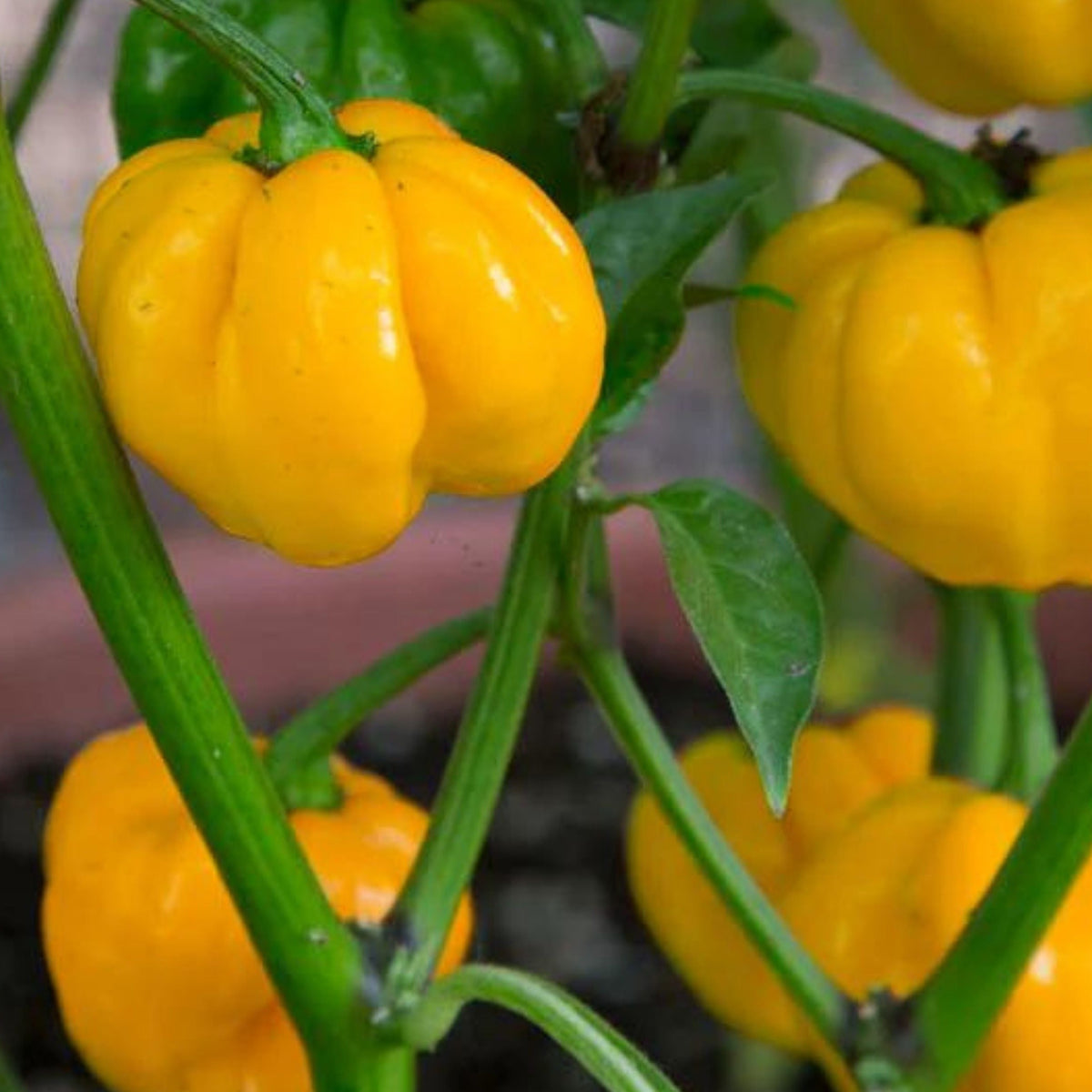 Jamaican Yellow Mushroom Pepper by MIgardener