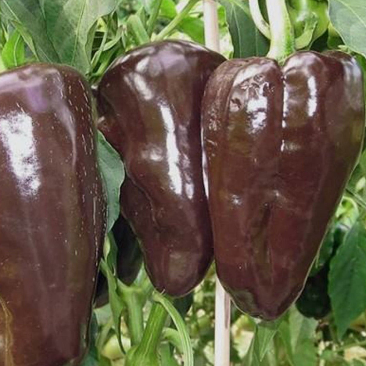 Mulato Isleno Pepper by MIgardener