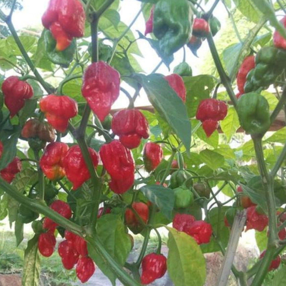 Trinidad Scorpion Extreme Hot Pepper Seeds by Papaws Garden Supply