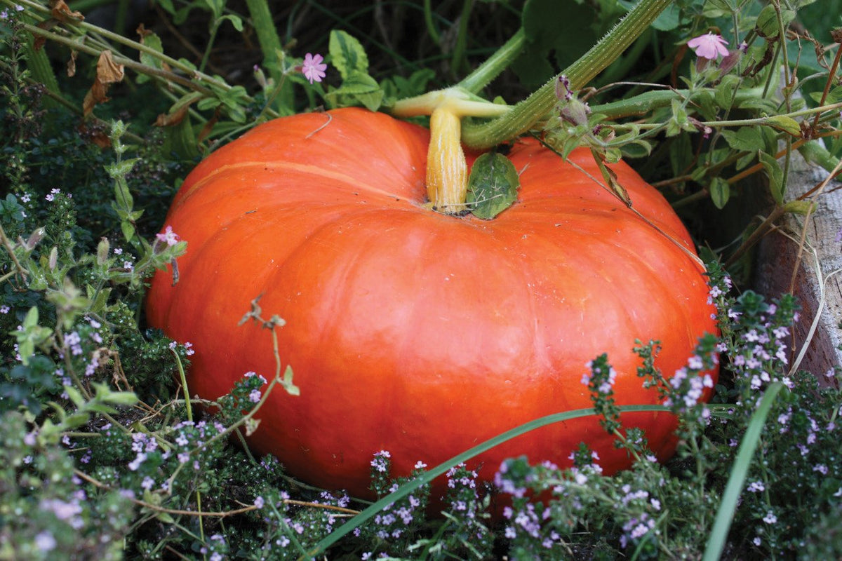 Rouge vif D'Etampes / Cinderella Pumpkin by MIgardener