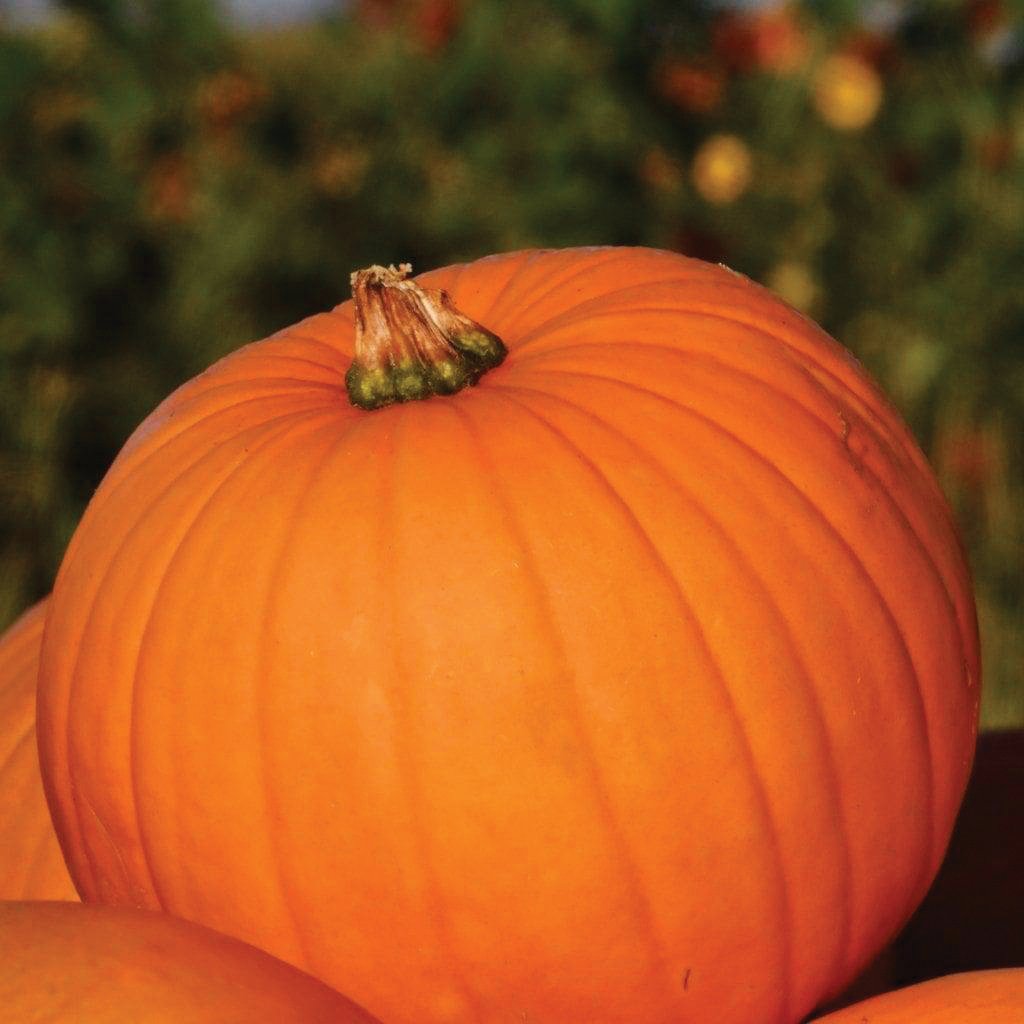 Connecticut Field Pumpkin by MIgardener